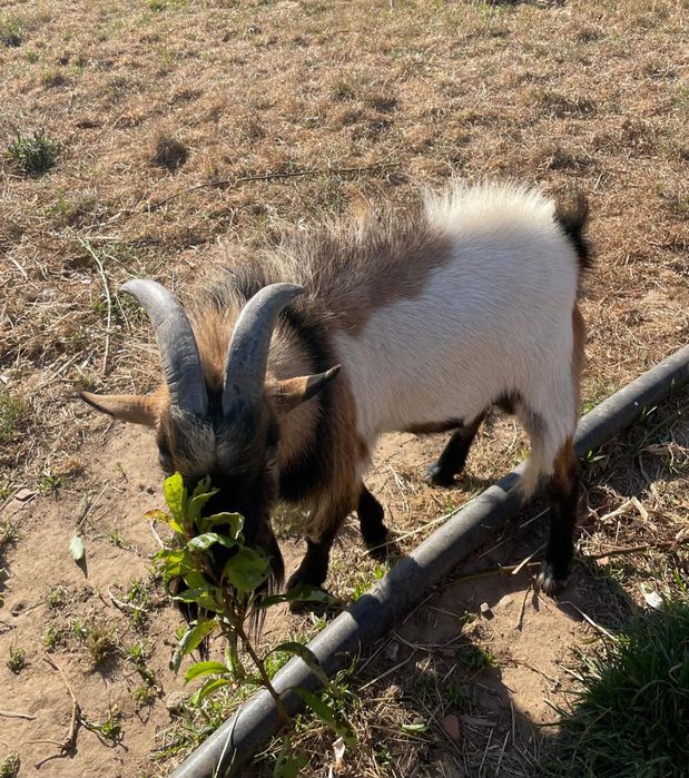 Vendo chibo anão com 3 anos