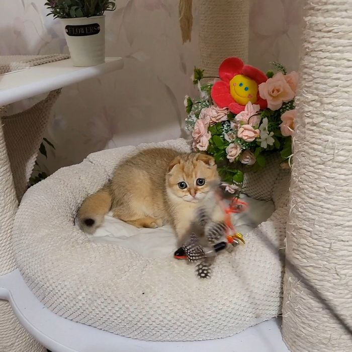 Золотые Мальчишки !