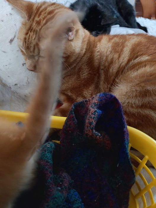 Gatinho amarelo macho para doar