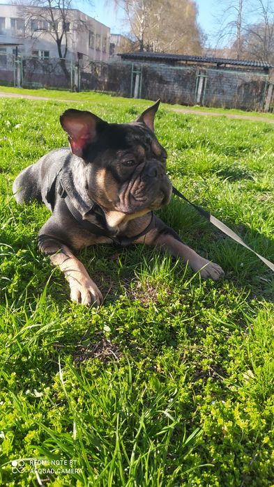 Француз ищет француженку