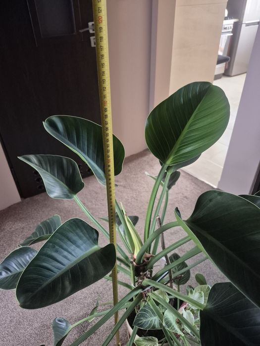 Piękny filodendron Green Princess 115 cm
