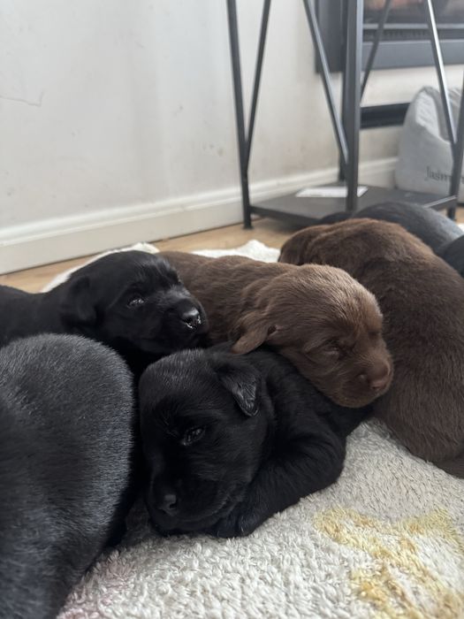 Labrador retriever czekoladowa suczka