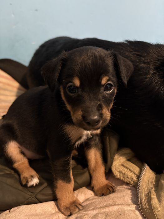 Собачки в добрі руки