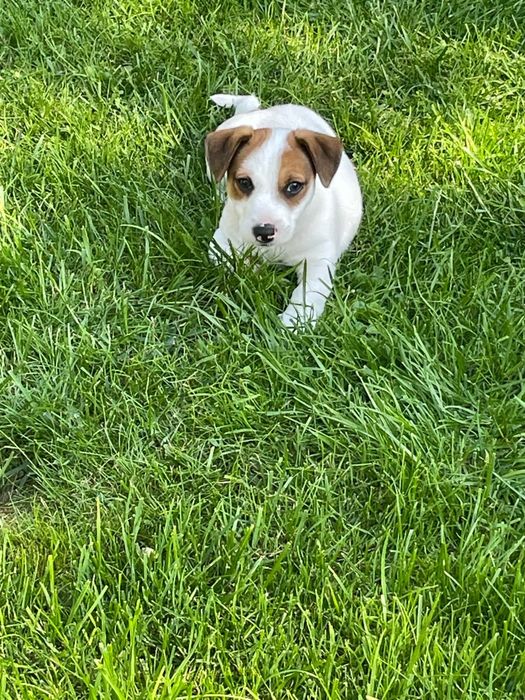 Jack Russell terrier szczeniak