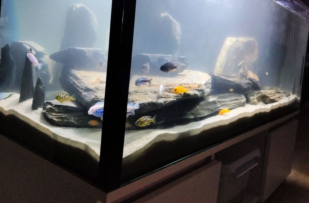 Pyszczaki cała obsada malawi pielęgnice