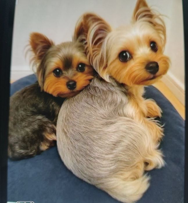 Lindo cachorrinho Yorkshire terrier