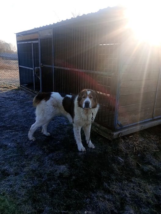 Owczarek środkowoazjatycki