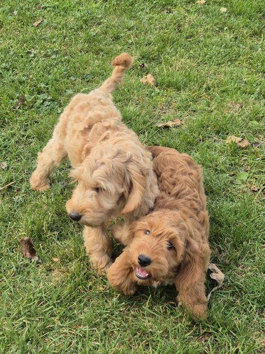 Cockapoo piesek .