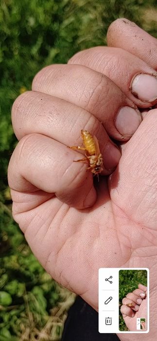 Неплідні бджоломатки Кордован