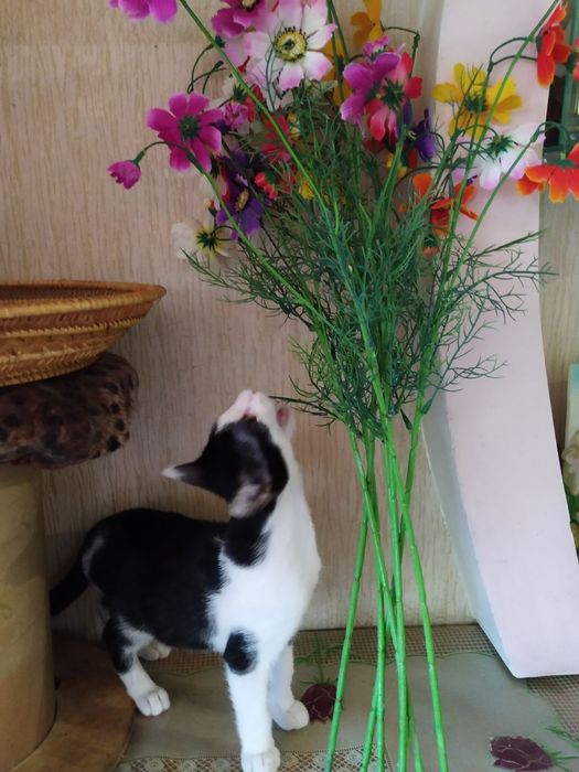 Кошеня хлопчик чорно-білий ( кіт, котеня, котик)