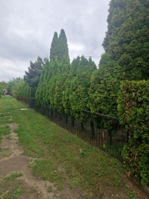 Działka ROD Oś konstytucji 3 Maja Kościan - Widok 2