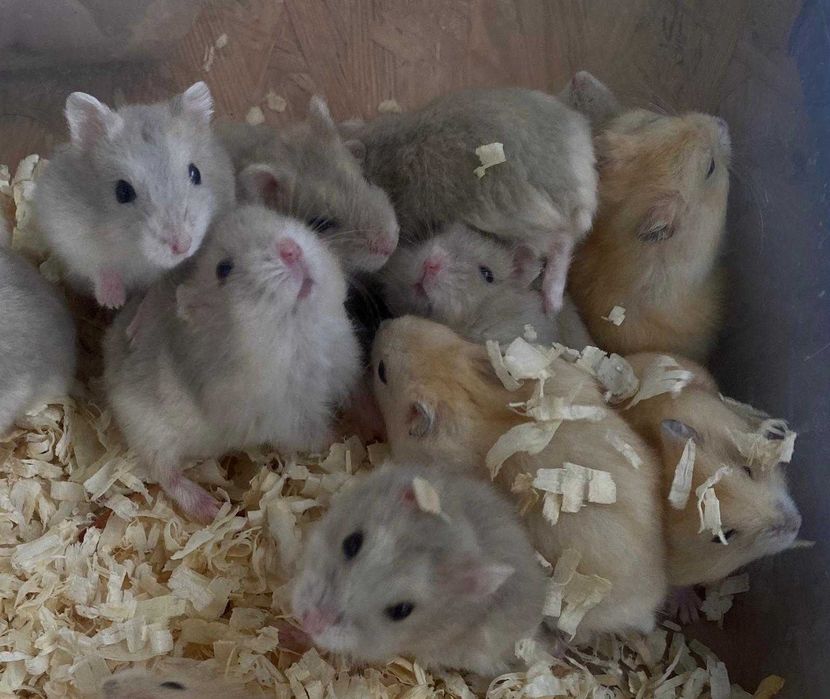 Mysz -  TINA ZOO Zabrze