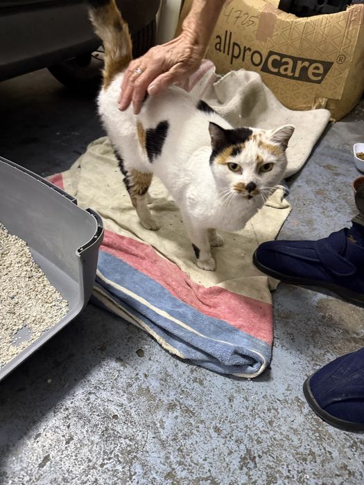 Gata adulta - muito meiga - para adoção tesponsavel