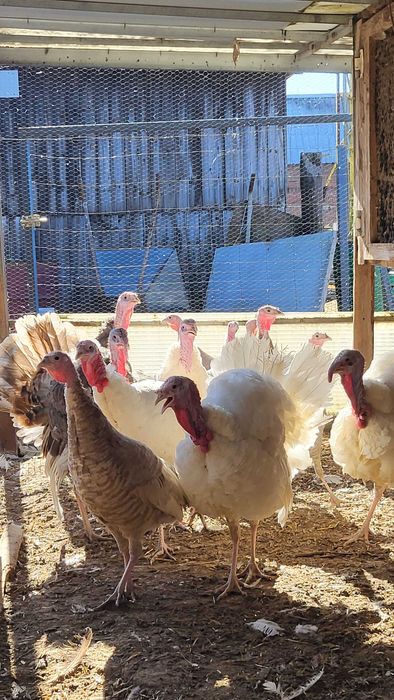 Młode indyki białe