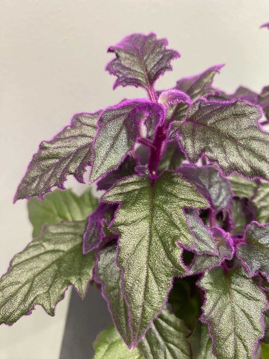 Ginura (fioletowa) Gynura