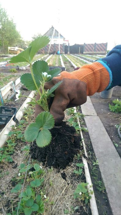Полуниця клубніка ремонтантна,купити саджанці,розсаду,альбіон,кабрілло