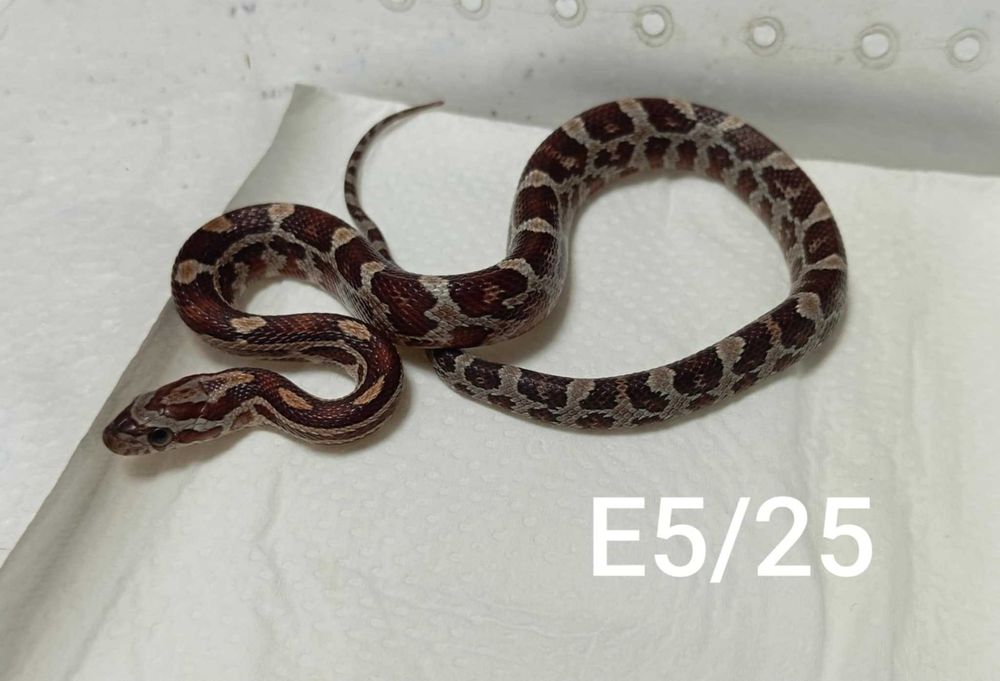 Wąż zbożowy normal classic