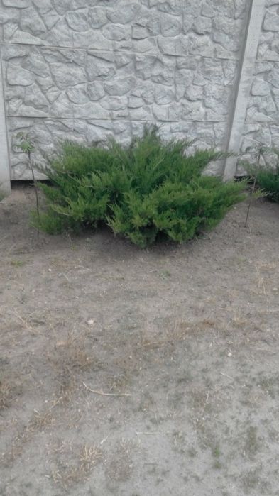 Продам можжевельник