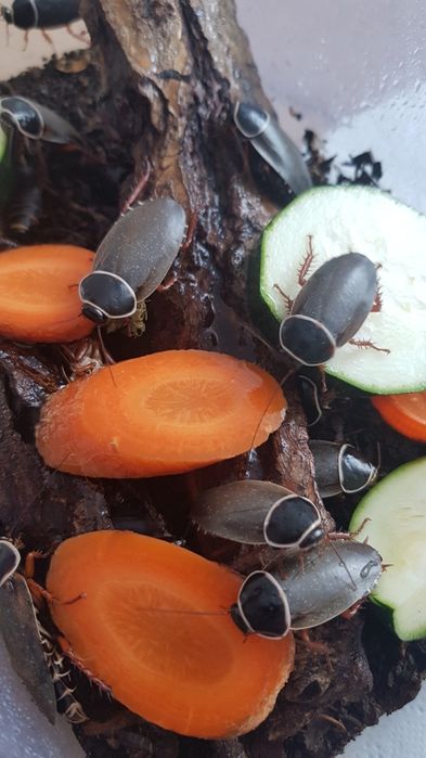 Karaczan ozdobny Simandoa conserfariam endemit