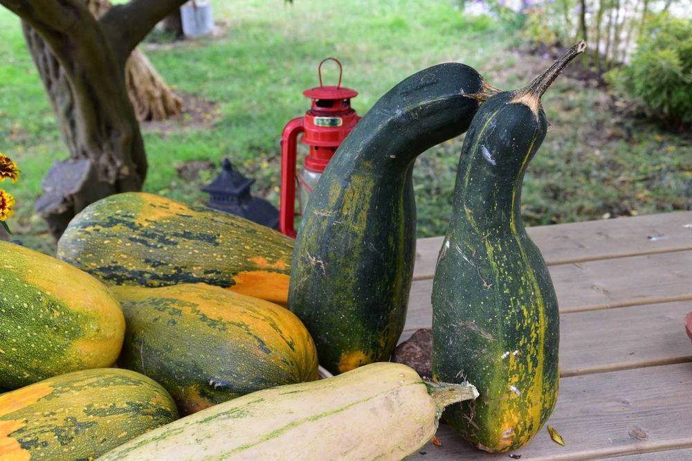 Abóboras Ornamentais Diversas