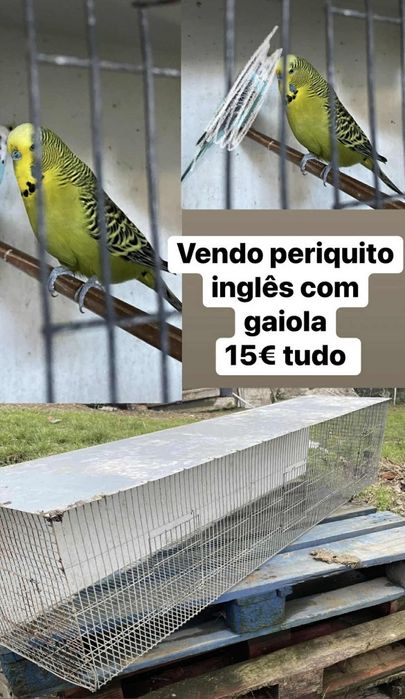 Vendo periquito com gaiola