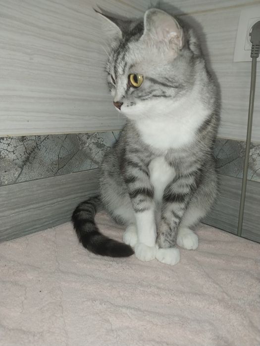 Віддам в дуже хороші руки)