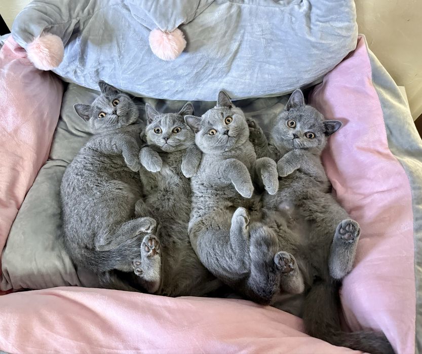 Kot brytyjski niebieski krotkowlosy kotka