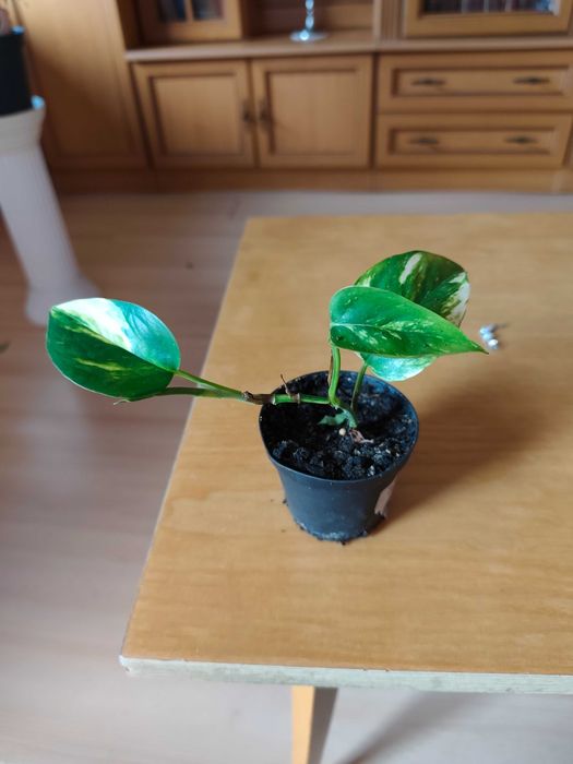 Scindapsus epipremnum aureum