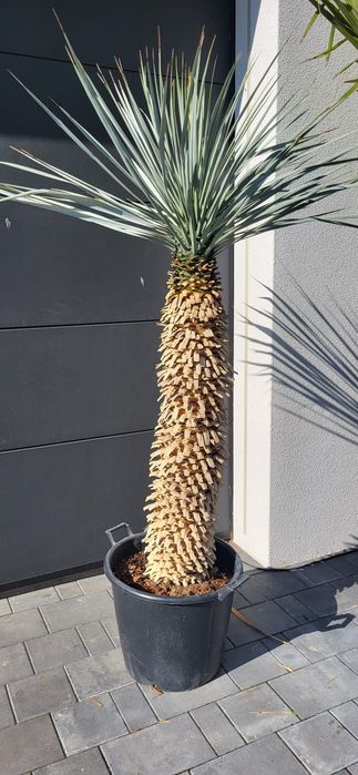 Yucca rigida. Yucca rostrata. Yucca filifera. Juka.