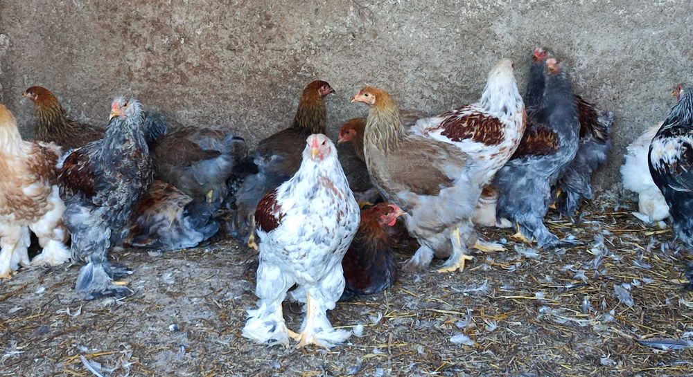Brahmas frangos