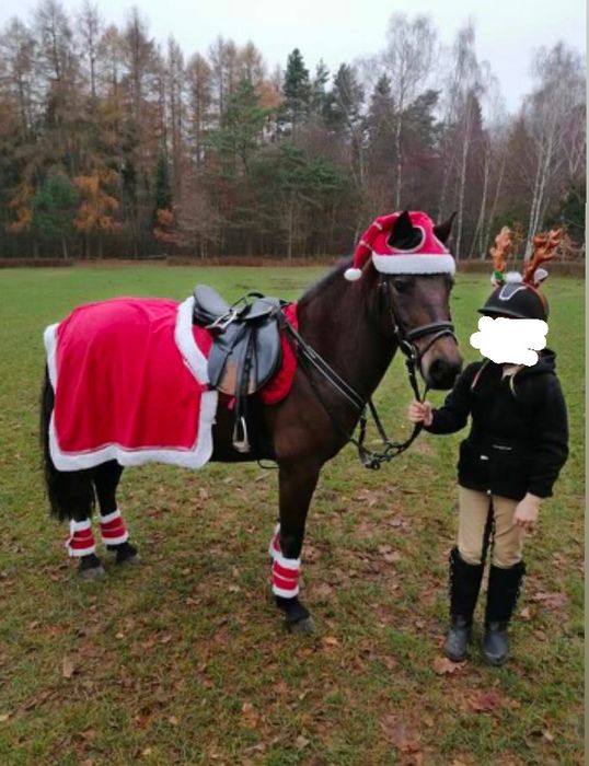 Wydzierżawie idealnego kucyka dla dziecka