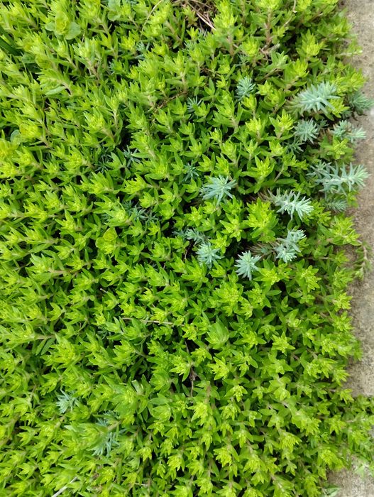 Грунтопокривні рослини. седум (очиток), вербейник.