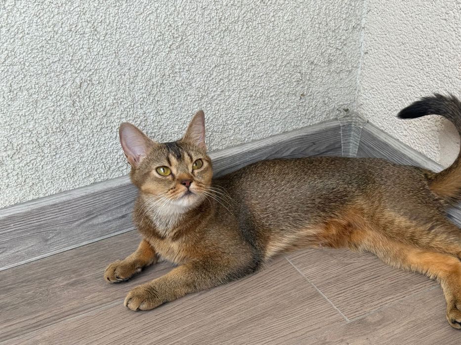 Абвссиньскі кошенята