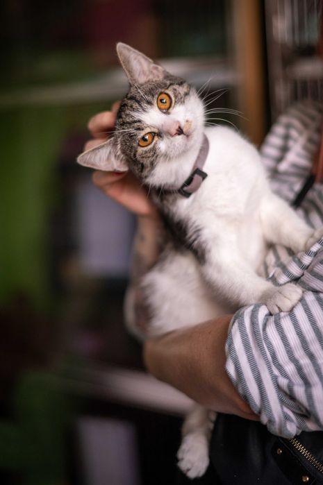 LALUŚ kocur do adopcji