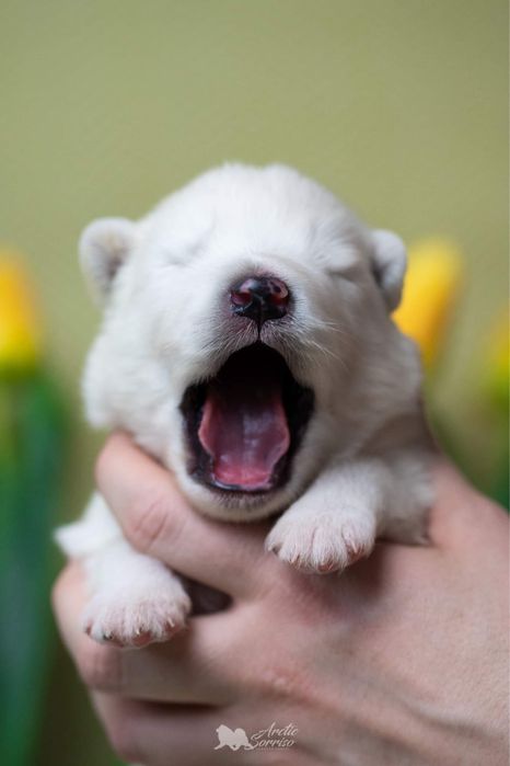 Samoyed piesek ZKwP do odbioru koniec października