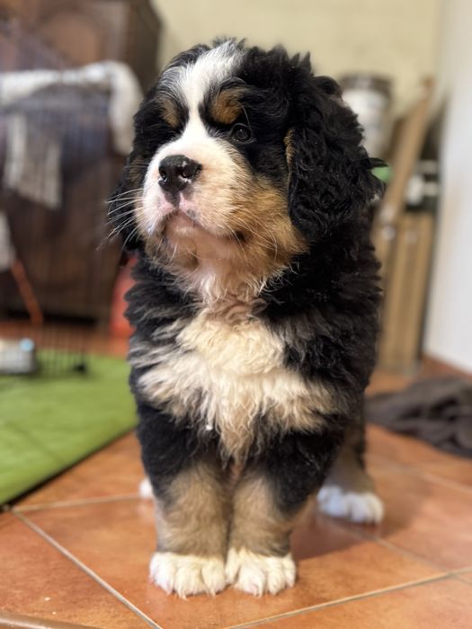 Boiadeiro de Berna / Bouvier Bernois / Boieiro de Berna