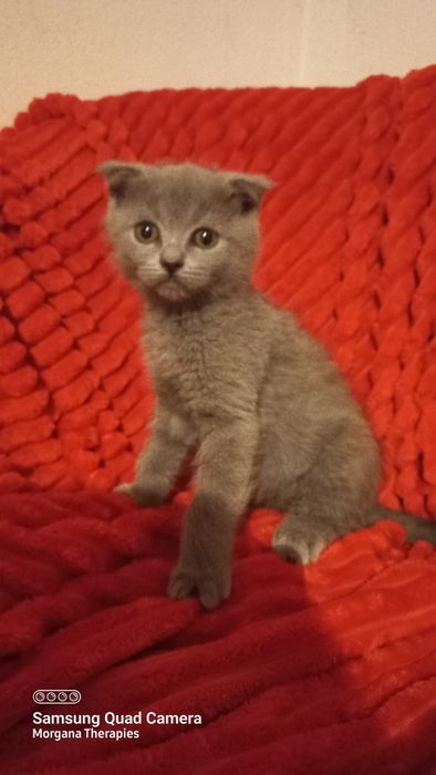 Femea scottish fold blue