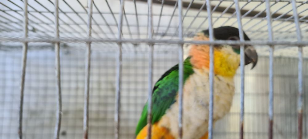 Oratrix e marianinha