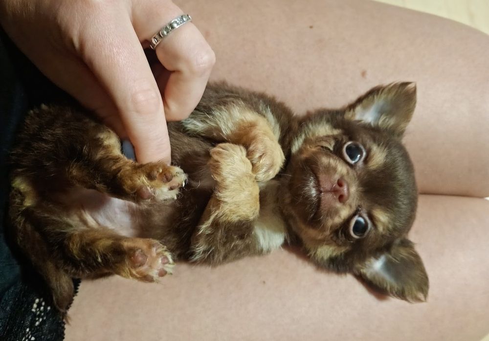 Chihuahua chłopiec xS