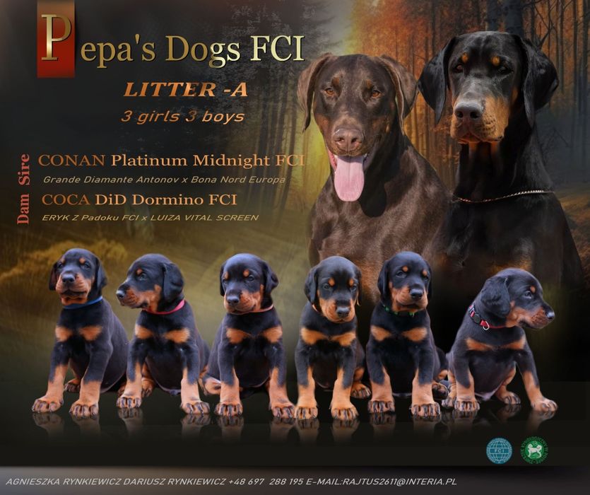 Doberman szczenie FCI