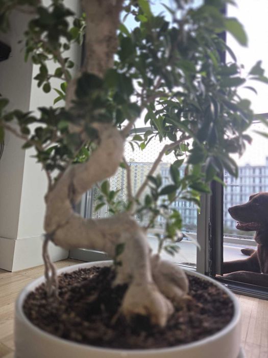 Bonsai gigante Figueira-asiática