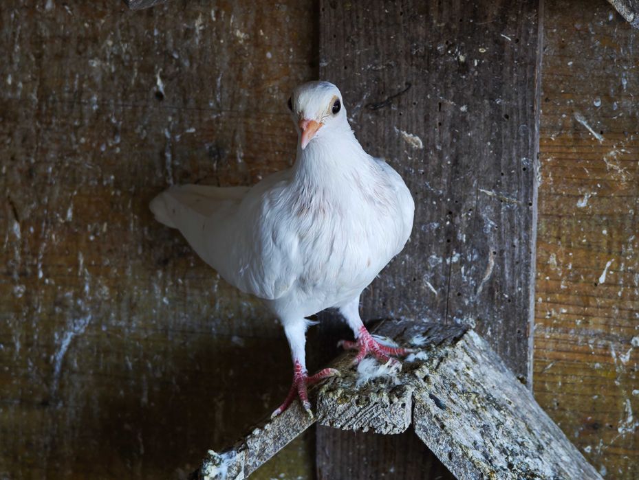 Vendo/solto pombos correios brancos