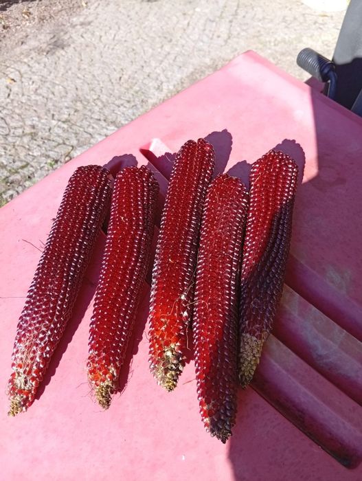 Kukurydza Ruby Red