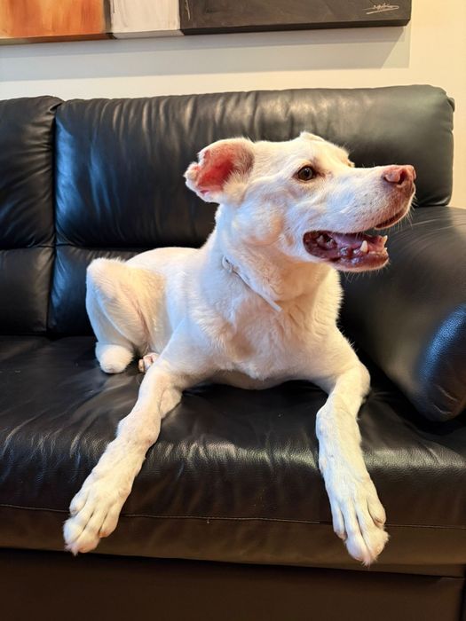 Macho para adoção responsável