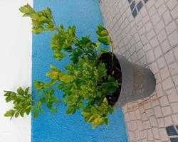 Evo'nio do Japao (Euonymus Japonicus) para sebes