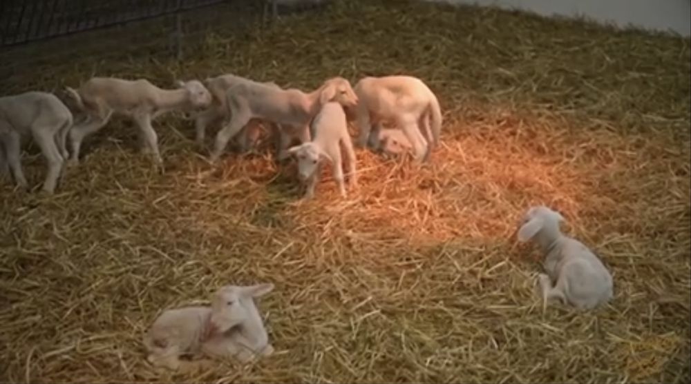 Фастівський р-н; Продаж агро бізнесу повного циклу. від власника