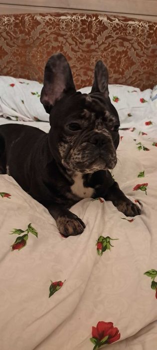 Французький бульдог шукає Принцесу для потомства. Случка.