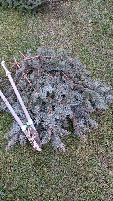 Gałęzie srebrnego swierka