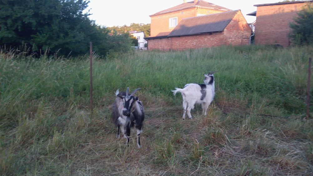 Гарні КОЗИ, шукають, добрі руки і гарний дах над головою.