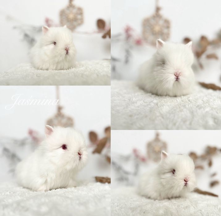 Mini kroliczki domowe Rasowe Karzełki Teddy oraz Mini lop